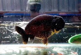 Ranchu