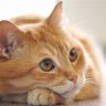 GoldenCat